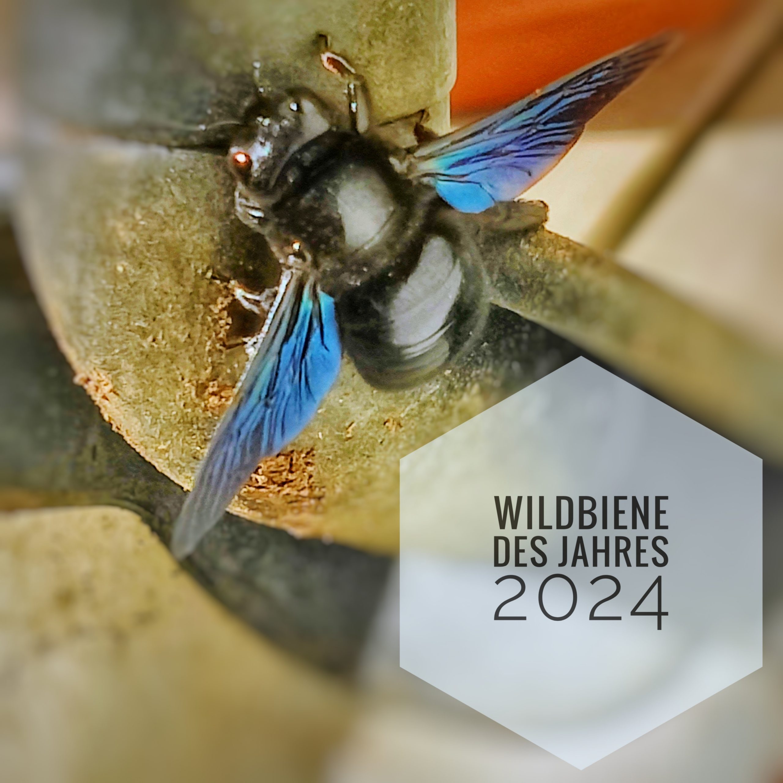 Insekt des Jahres 2024