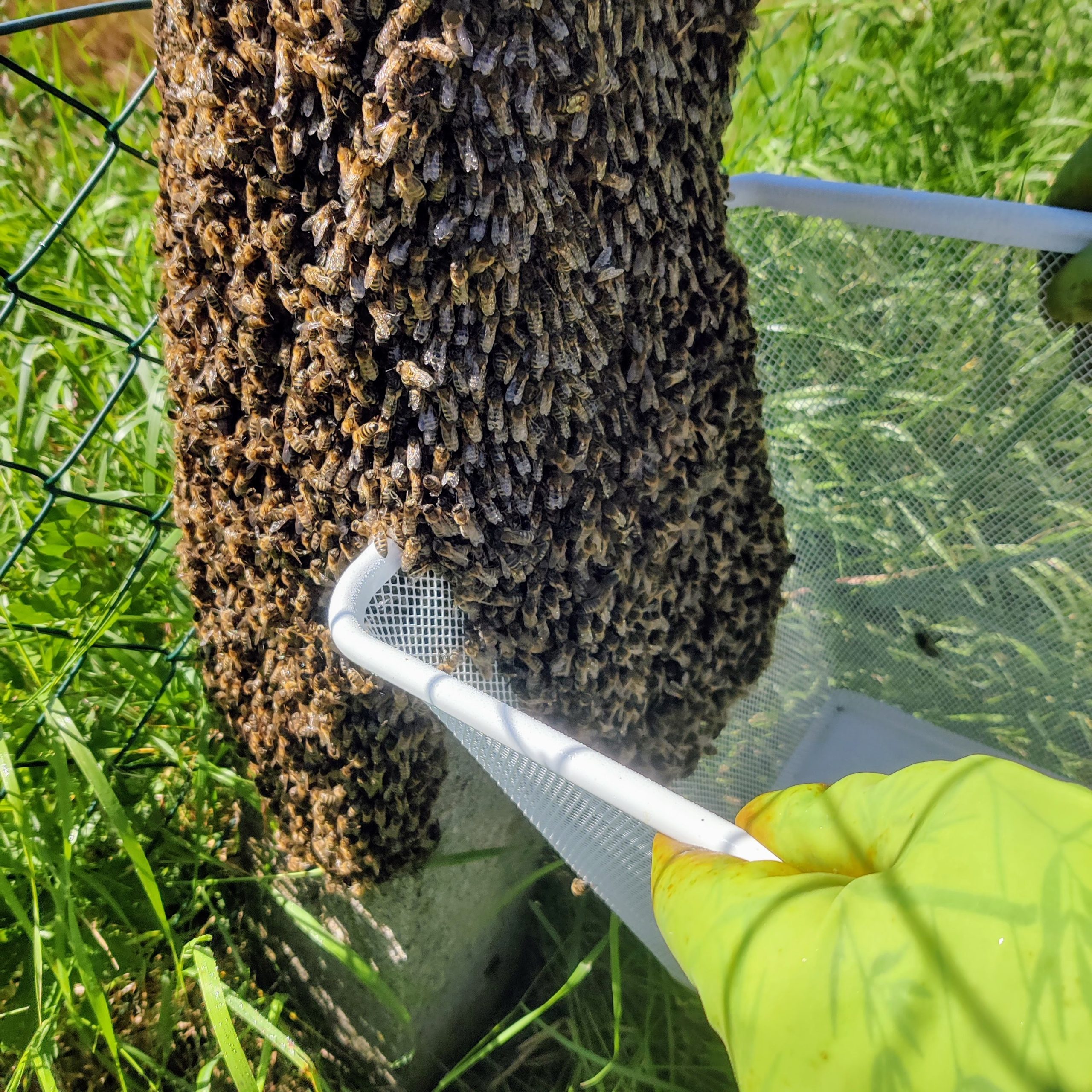 Alarm, Alarm – ein Bienenschwarm