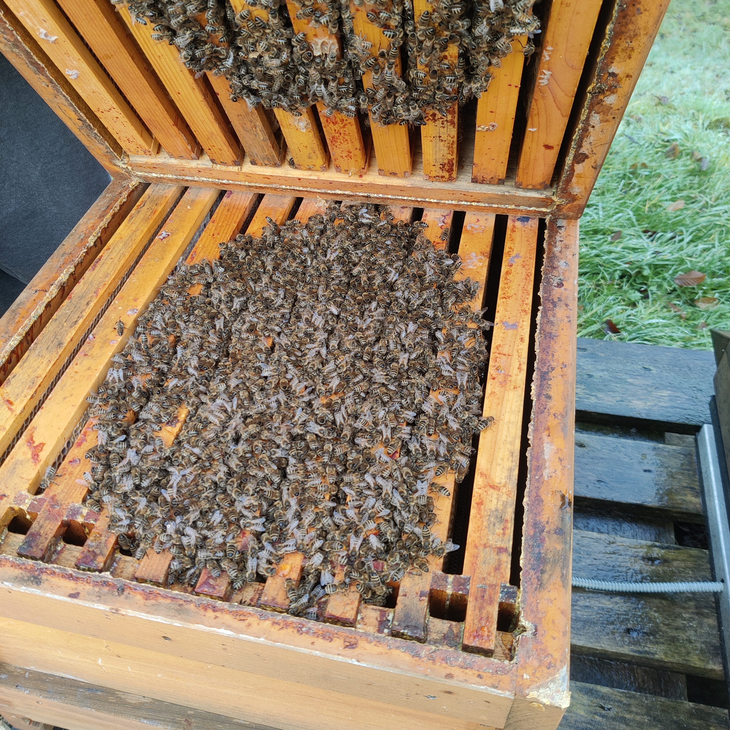 Winterruhe bei unseren Bienen – aber keine Pause! 🐝❄️