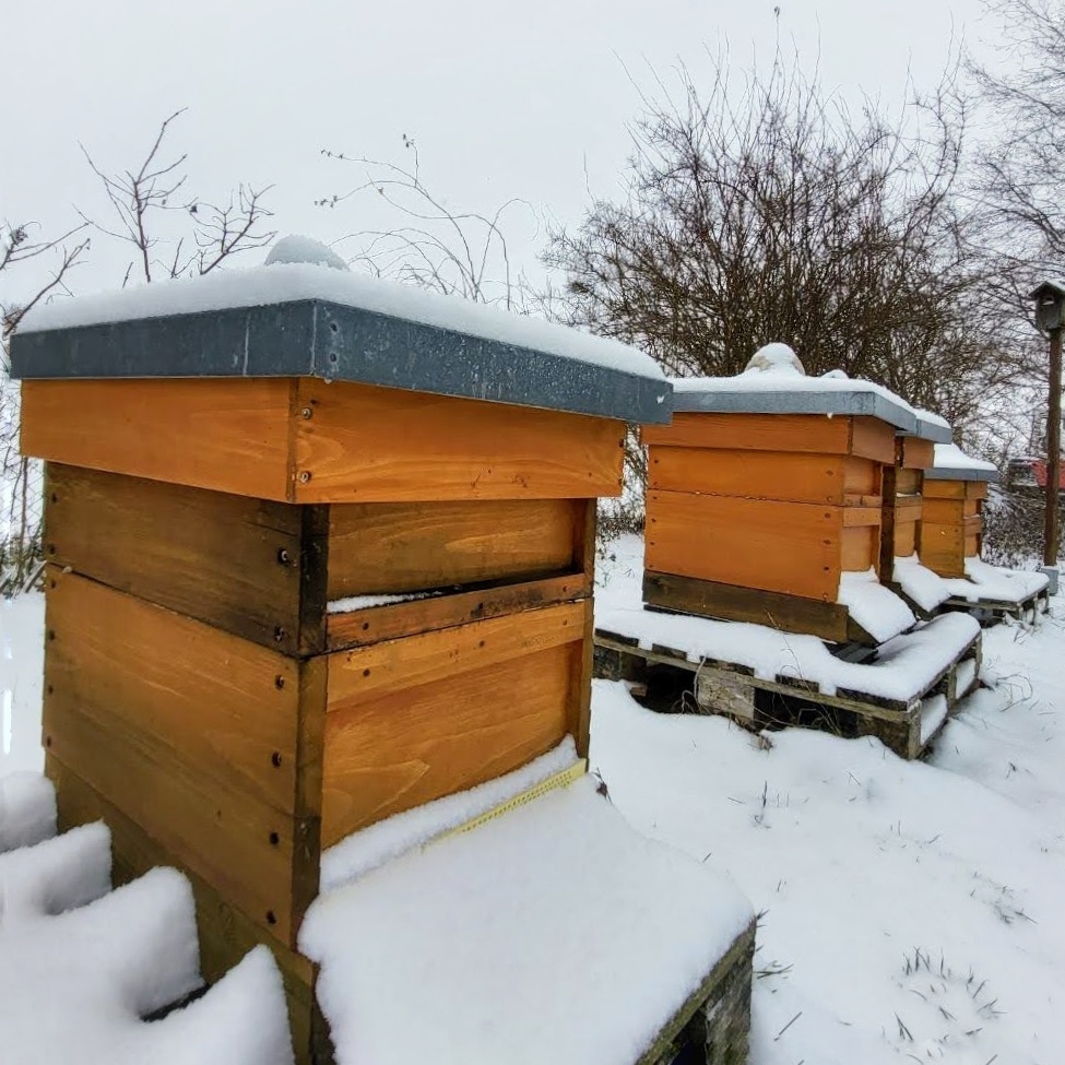 Winterzauber bei den Bienen ❄️🐝