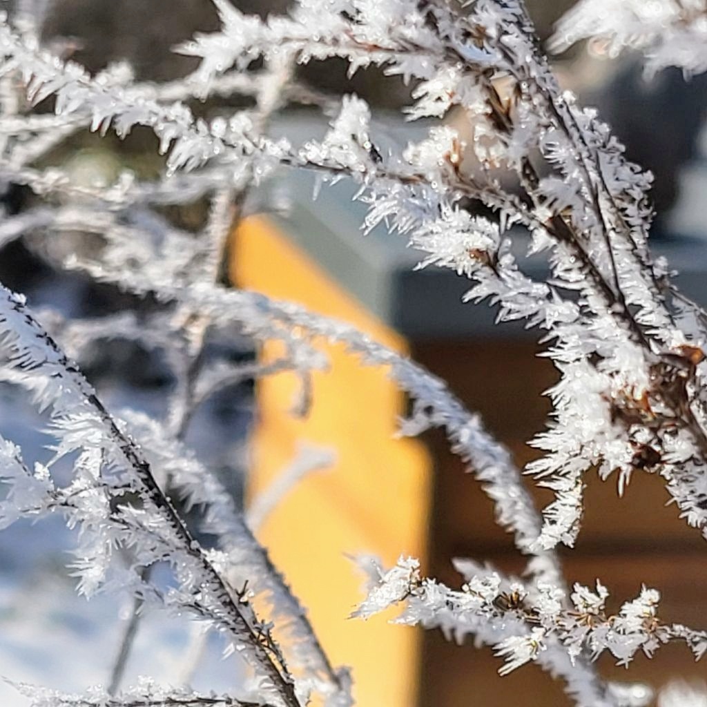 Der Winter ist zurück am Bienenstand ❄️🐝