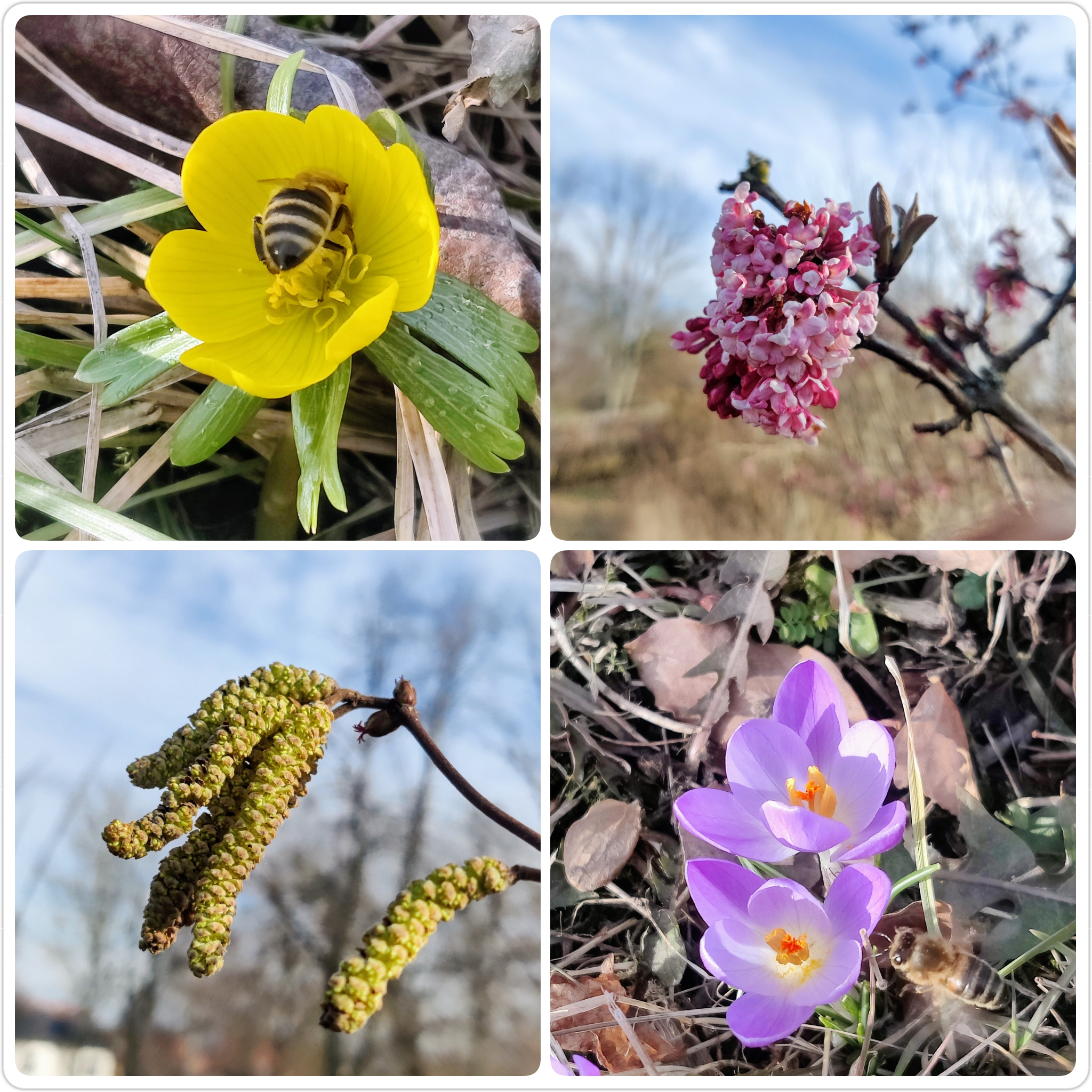 Frühlingsboten! 🌿🐝