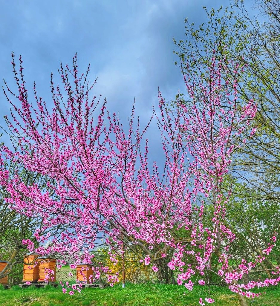 Pfirsichblüte und Bienenpower! 🌸🐝 